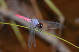 Image of Rosy Skimmer