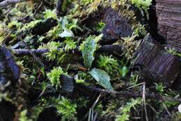 Image of Giant Rattlesnake-plantain