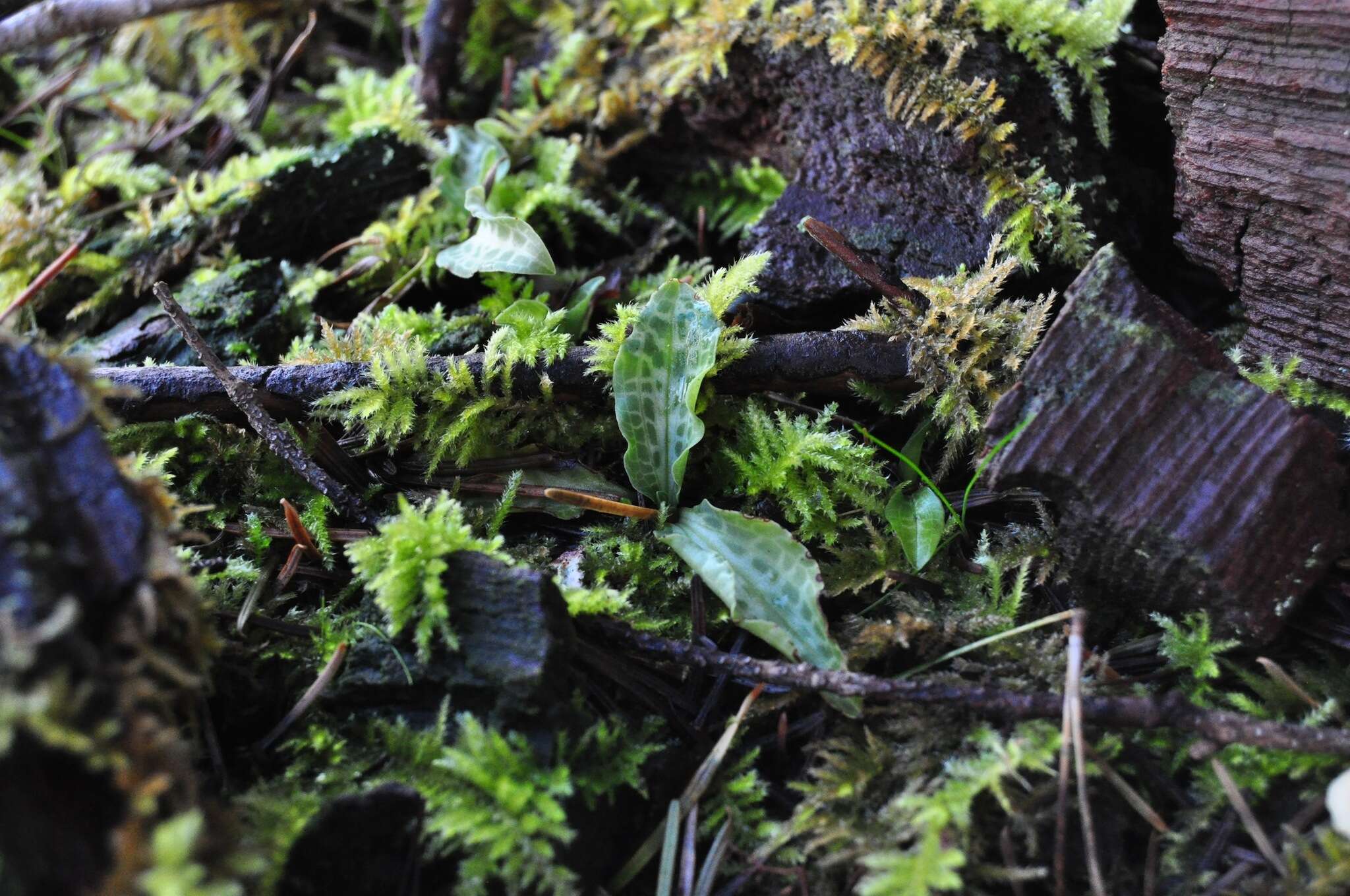 Image of Giant Rattlesnake-plantain