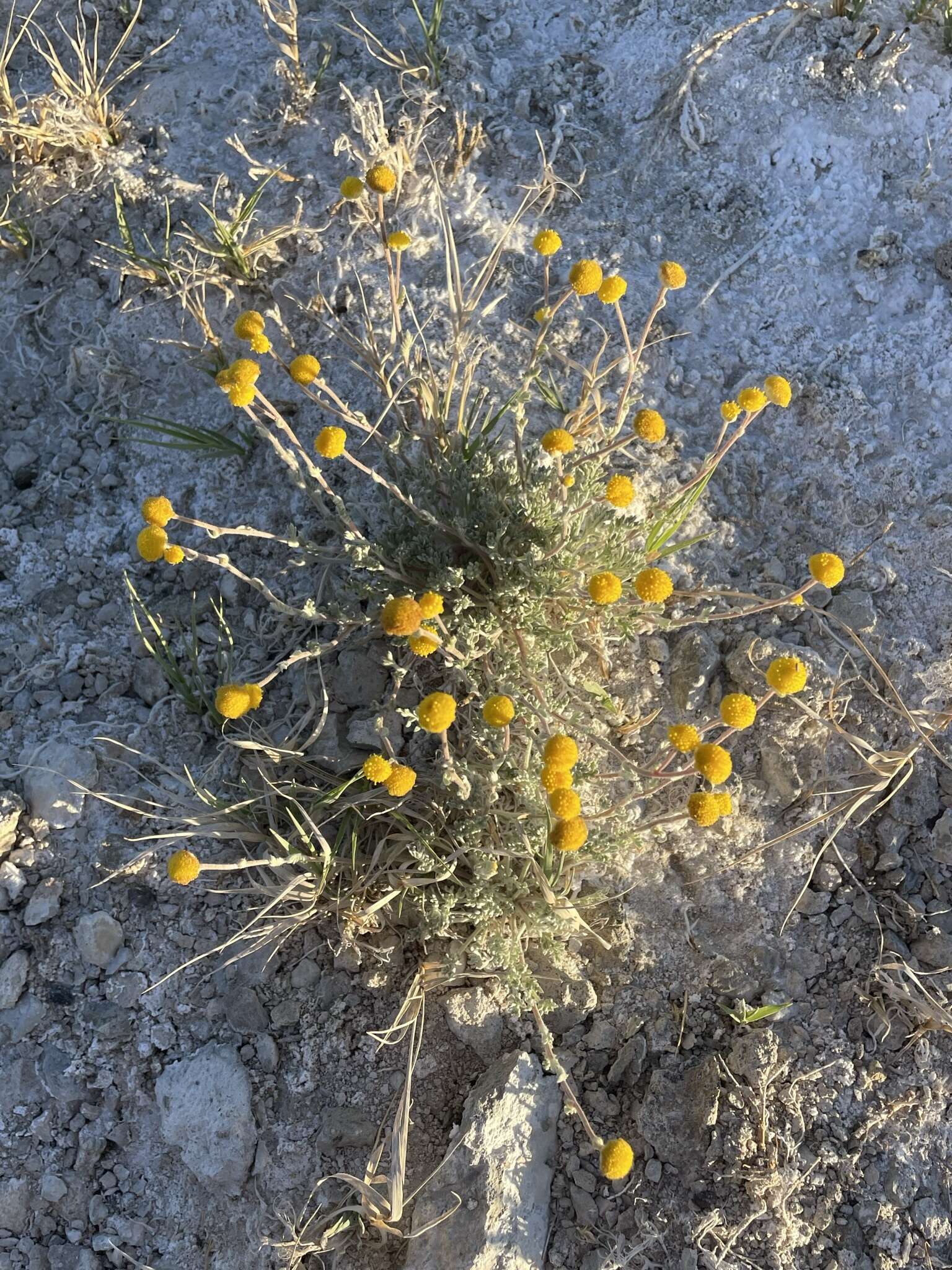 Image of Artemisia potentilloides var. nitrophila (Cronquist) C. R. Hobbs & B. G. Baldwin