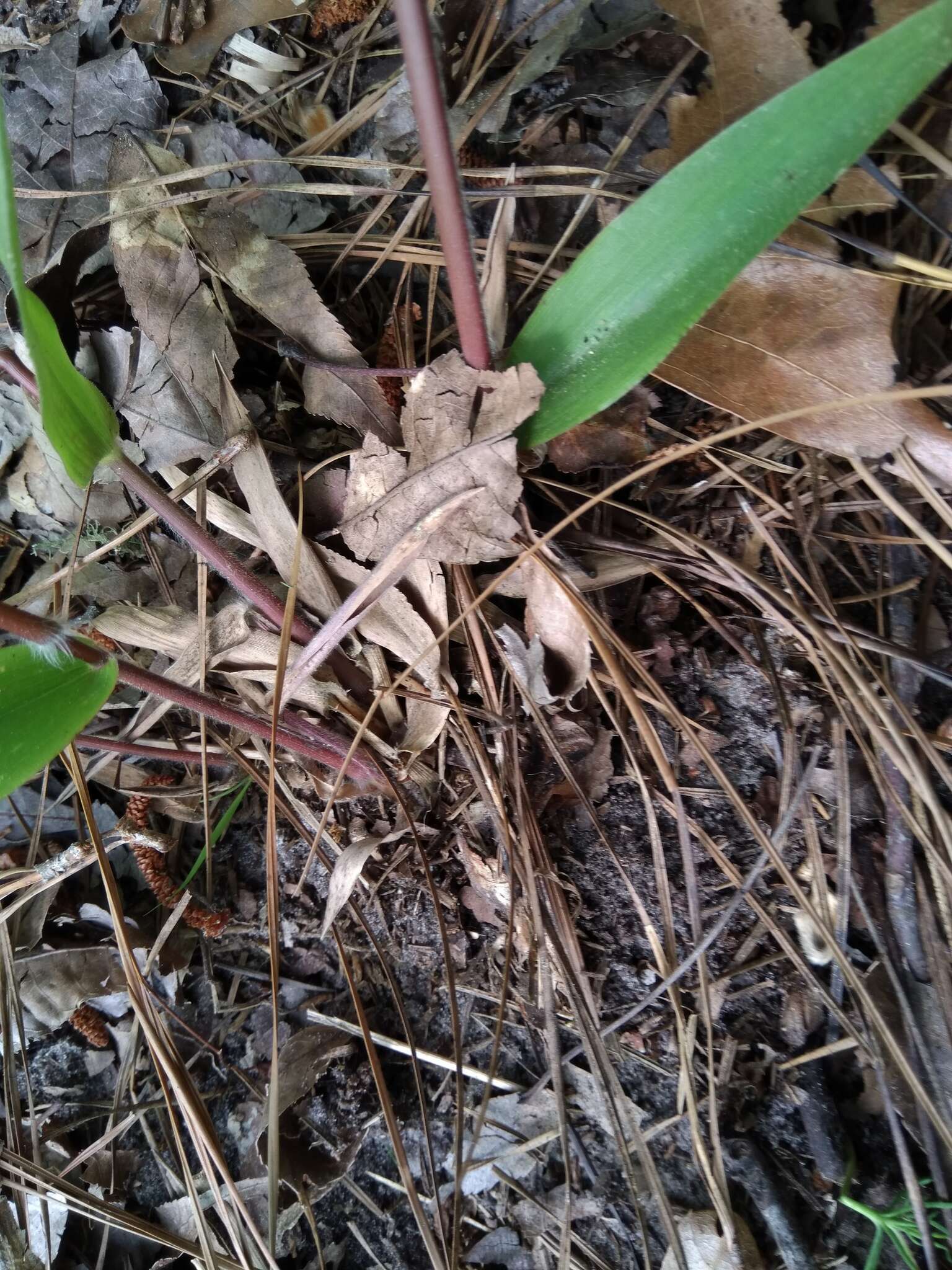 Image of Bosc's panicgrass