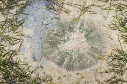 Image of Haddon's Carpet Anemone