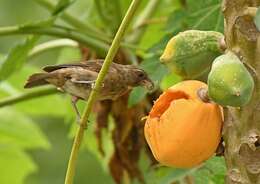 Crithagra rufobrunnea thomensis (Barboza du Bocage 1888)的圖片