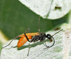 Image of Ageniella reynoldsi (Banks 1933)