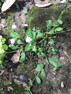 Image of Japanese mazus