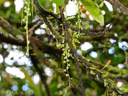 Image of Liparis elliptica Wight