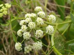 Image of Ammi trifoliatum (H. C. Watson) Trelease