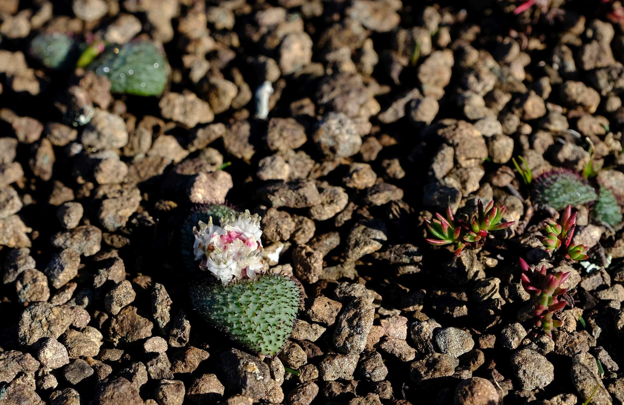 Image of Massonia wittebergensis U. Müll.-Doblies & D. Müll.-Doblies