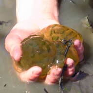 Image of Chlorococcum amblystomatis