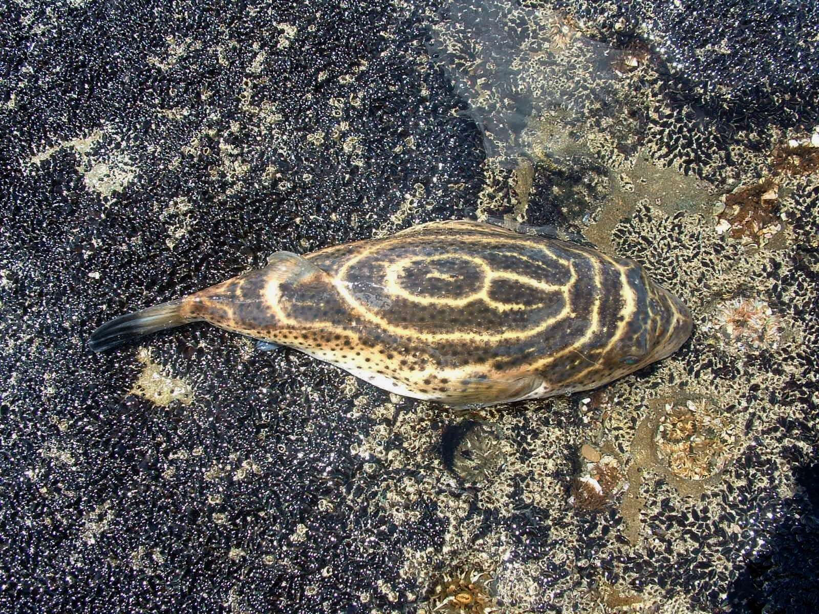 Image of Bullseye Puffer