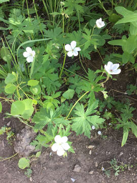 Imagem de Geranium richardsonii Fisch. & Trautv. ex Fisch., C. A. Mey. & Trautv.