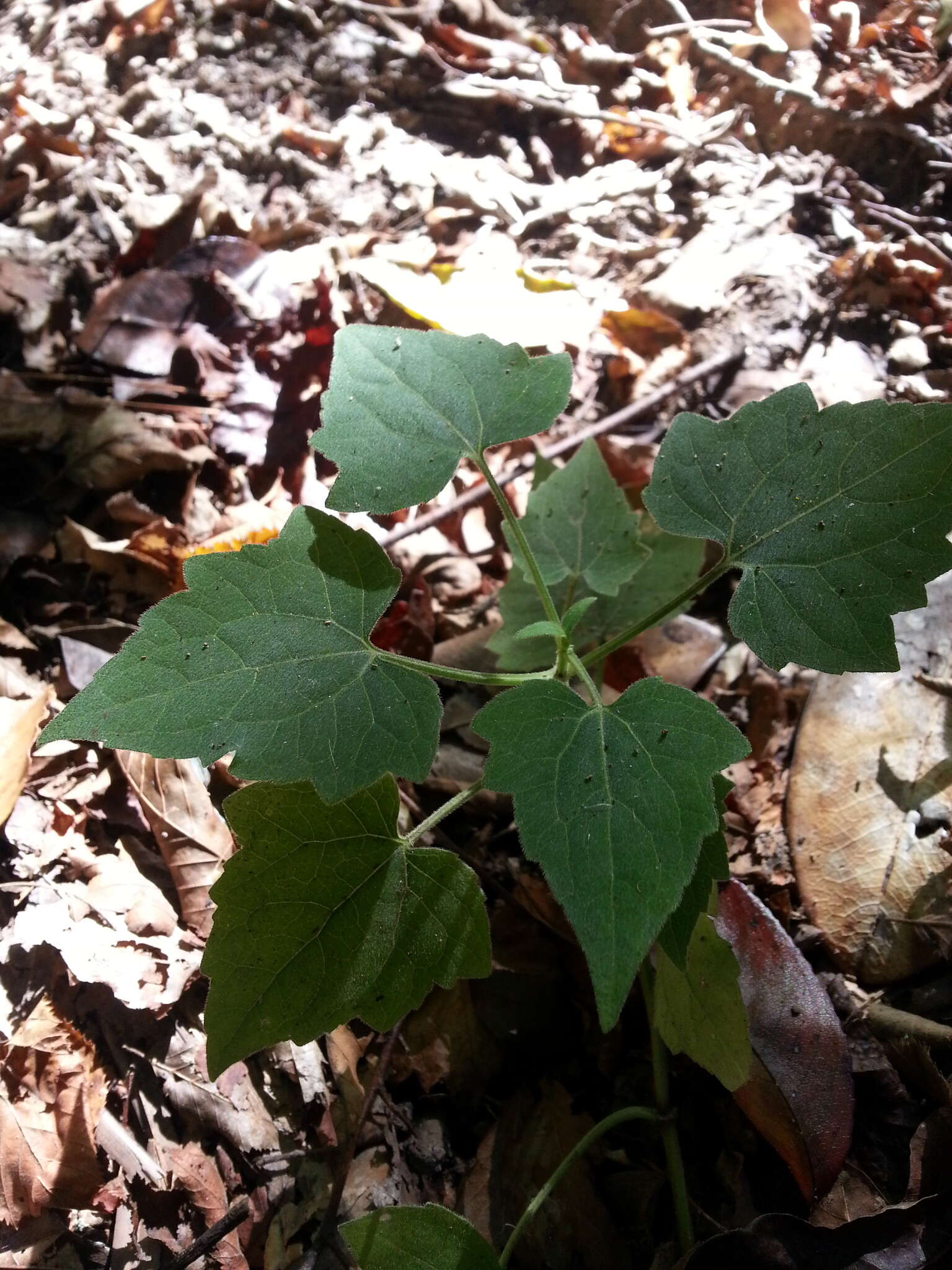 Image of hemp vine