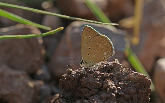 Image of Polyommatus admetus (Esper (1783))