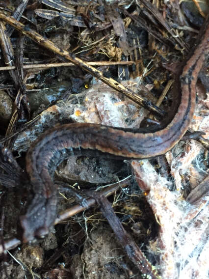 Image of California Slender Salamander