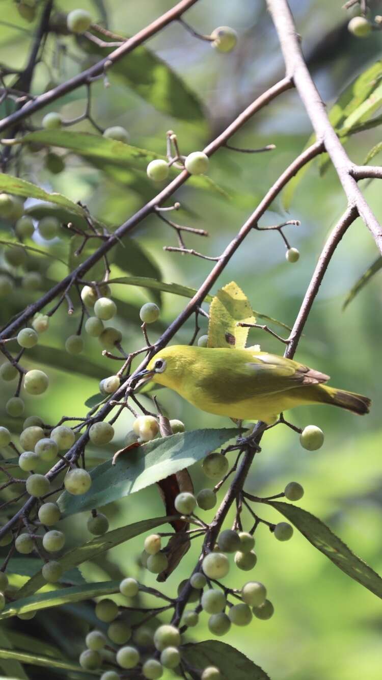 Image of African Yellow White-eye