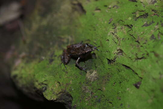 Image of Rio Grande Chirping Frog