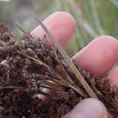 Imagem de Juncus kraussii subsp. kraussii