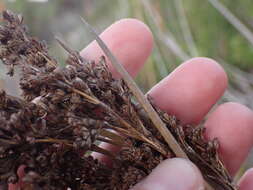 Image of Juncus kraussii subsp. kraussii