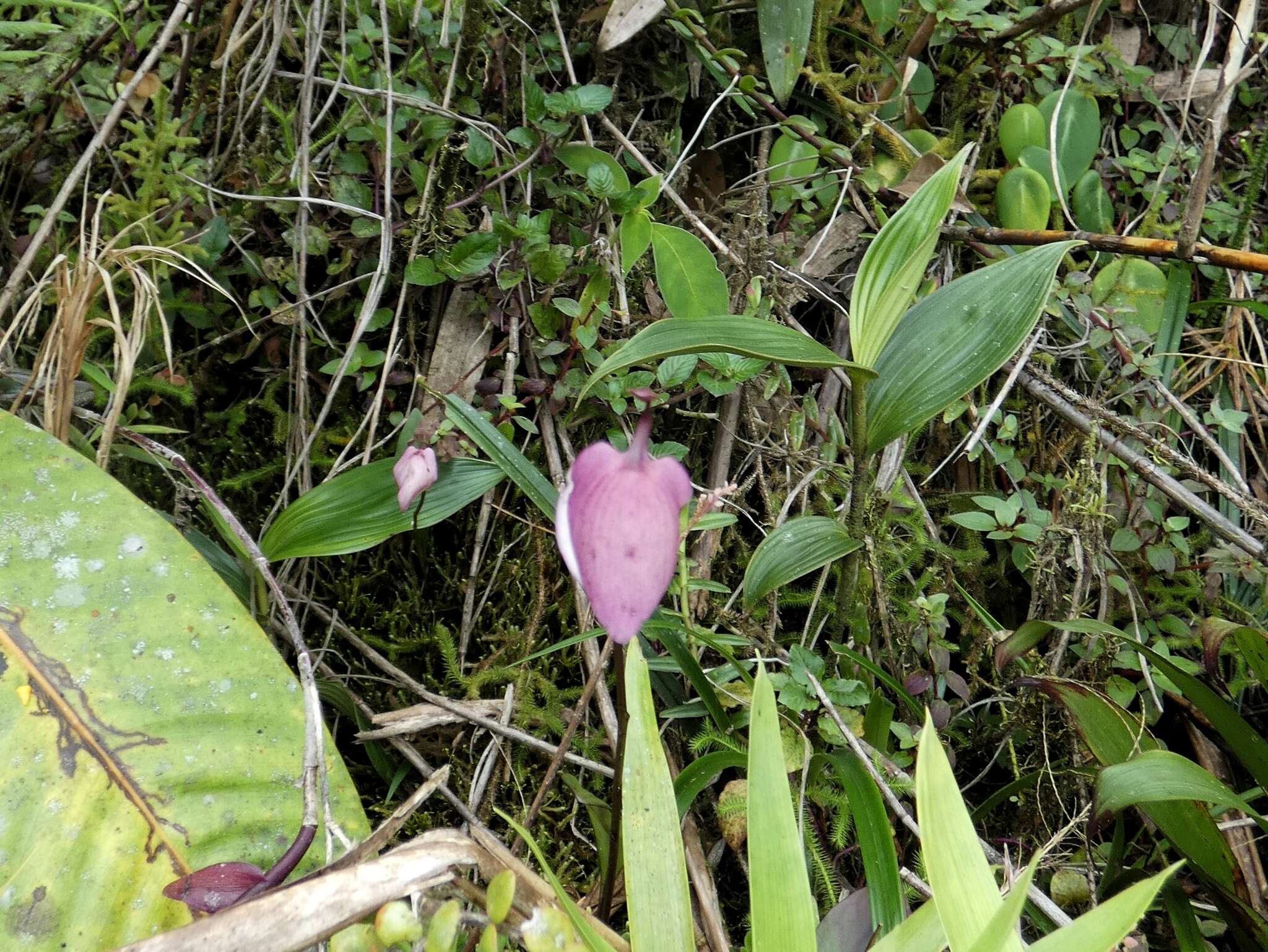 Utricularia praetermissa P. Taylor的圖片