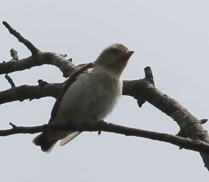 Image of Thick-billed Flowerpecker