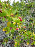 Sivun Bursera epinnata (Rose) Engl. kuva