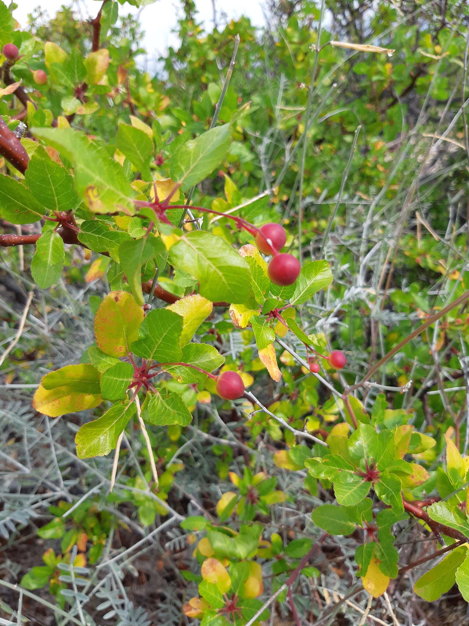 Sivun Bursera epinnata (Rose) Engl. kuva