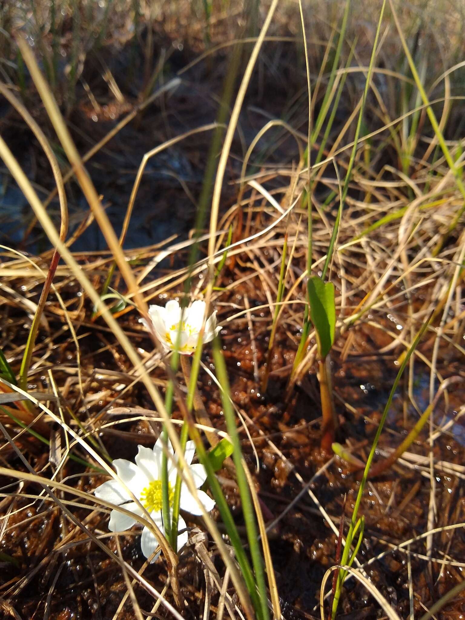 Ranunculus pallasii Schltdl.的圖片