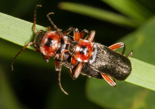 Image of Cantharis rustica Fallén 1807