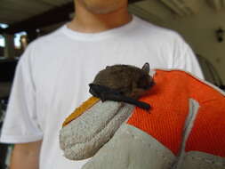 Image of Argentine Brown Bat