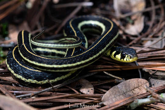 Thamnophis pulchrilatus (Cope 1885)的圖片