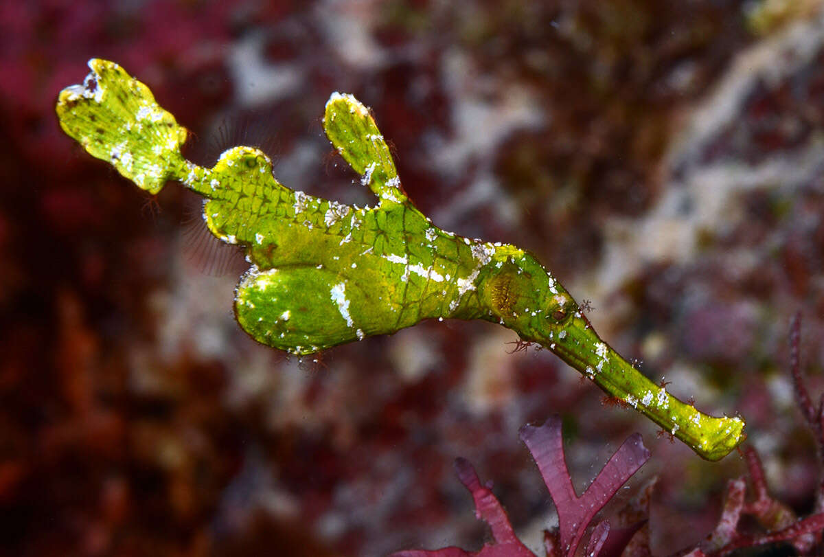 صورة Solenostomus halimeda Orr, Fritzsche & Randall 2002