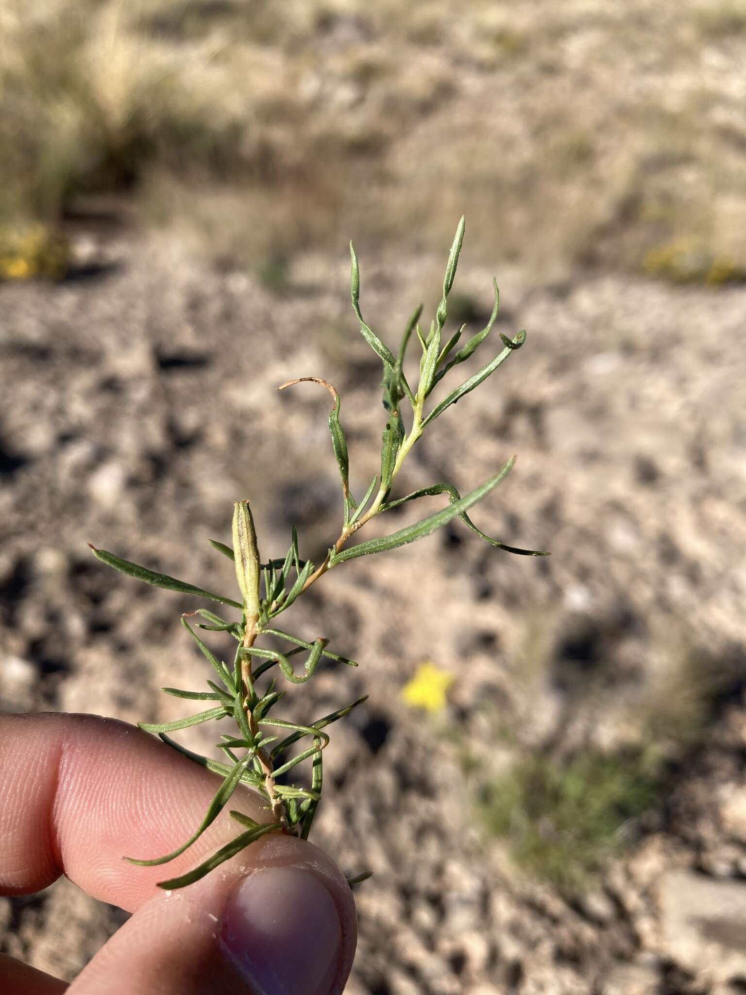 Oenothera hartwegii subsp. filifolia (Eastw.) W. L. Wagner & Hoch resmi