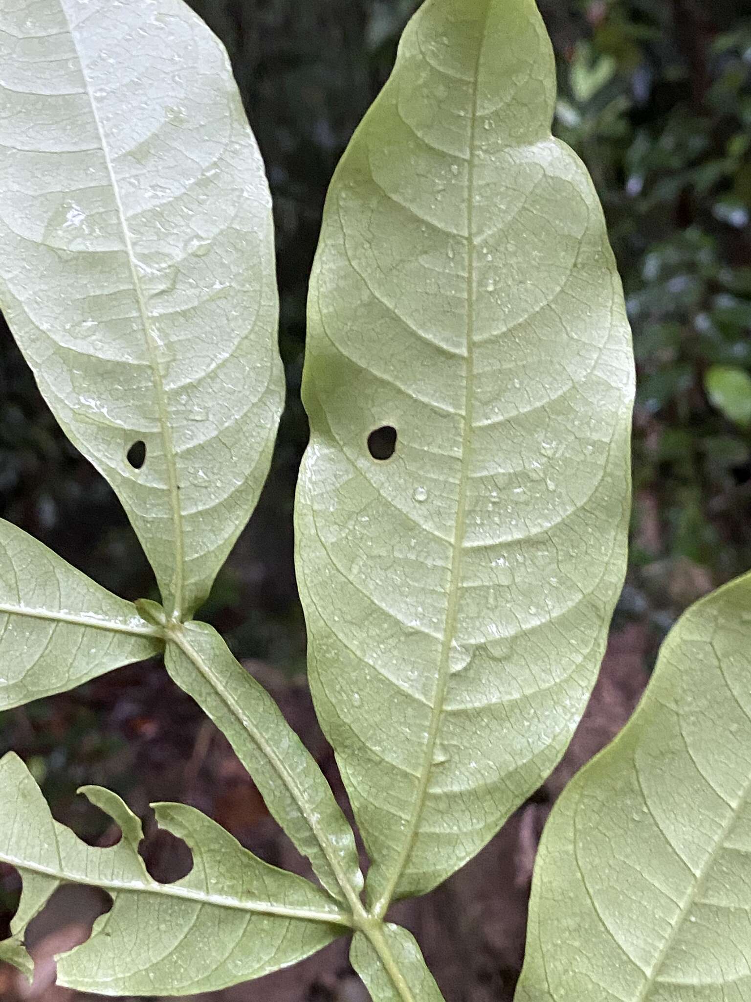 Image of Harpullia frutescens F. M. Bailey