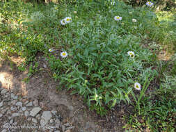 Image de Erigeron aliceae Howell