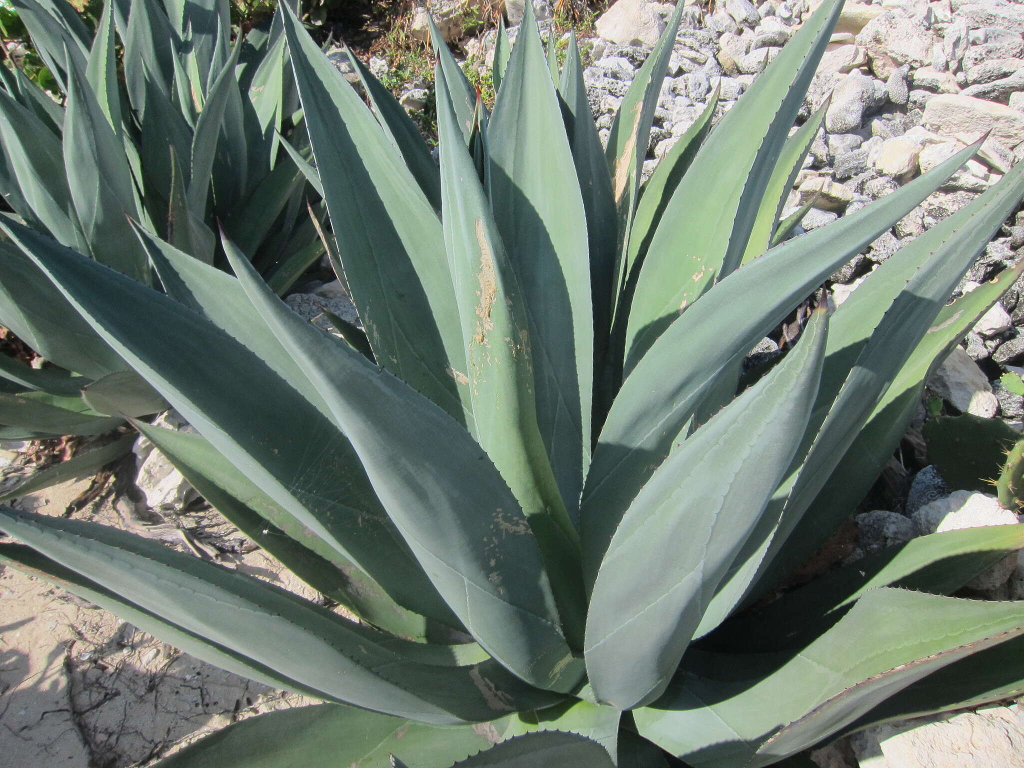 Image of Agave braceana Trel.