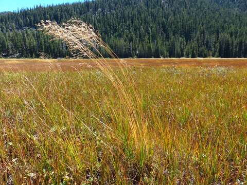 Image of Deschampsia cespitosa subsp. cespitosa