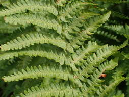 Imagem de Dryopteris oreades Fomin