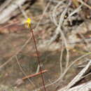 Image of Utricularia adpressa Salzm. ex A. St. Hil. & Girard