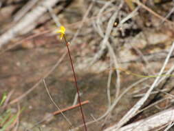 Plancia ëd Utricularia adpressa Salzm. ex A. St. Hil. & Girard