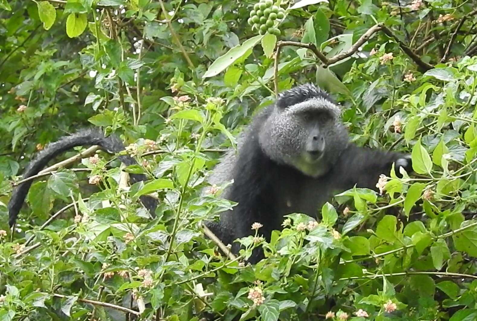 Image de Cercopithecus mitis stuhlmanni Matschie 1893