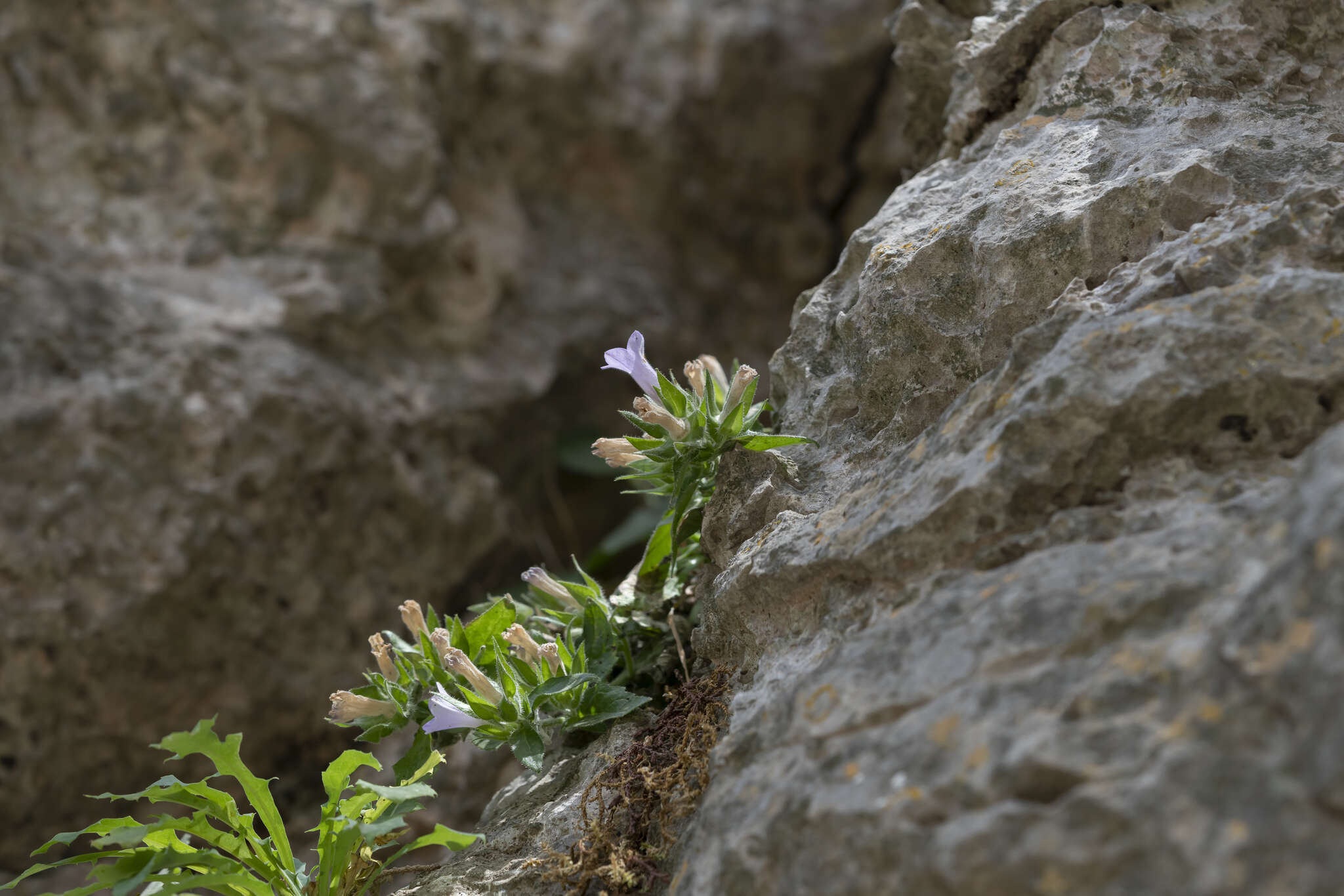 Image de Campanula hagielia Boiss.