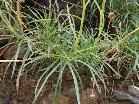 Sivun Encelia stenophylla Greene kuva