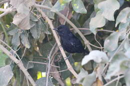 Image of Mato Grosso Antbird