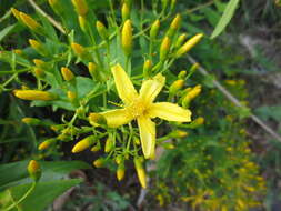 Imagem de Hypericum canariense L.