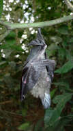 Image of Large Slit-faced Bat