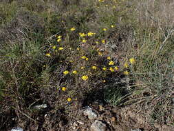 Image of Euryops ericifolius (Belang.) B. Nordenst.