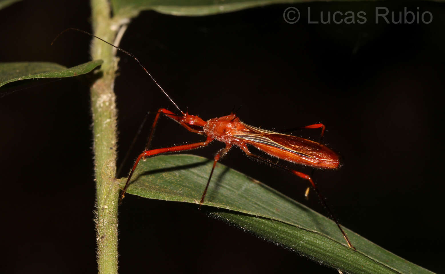 Image of Ricolla quadrispinosa (Linnaeus 1767)