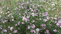 Image of Cyanothamnus coerulescens subsp. coerulescens