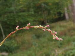 صورة Persicaria mitis (Schrank) Asenov