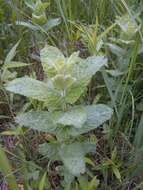 Imagem de Mentha rotundifolia (L.) Huds.